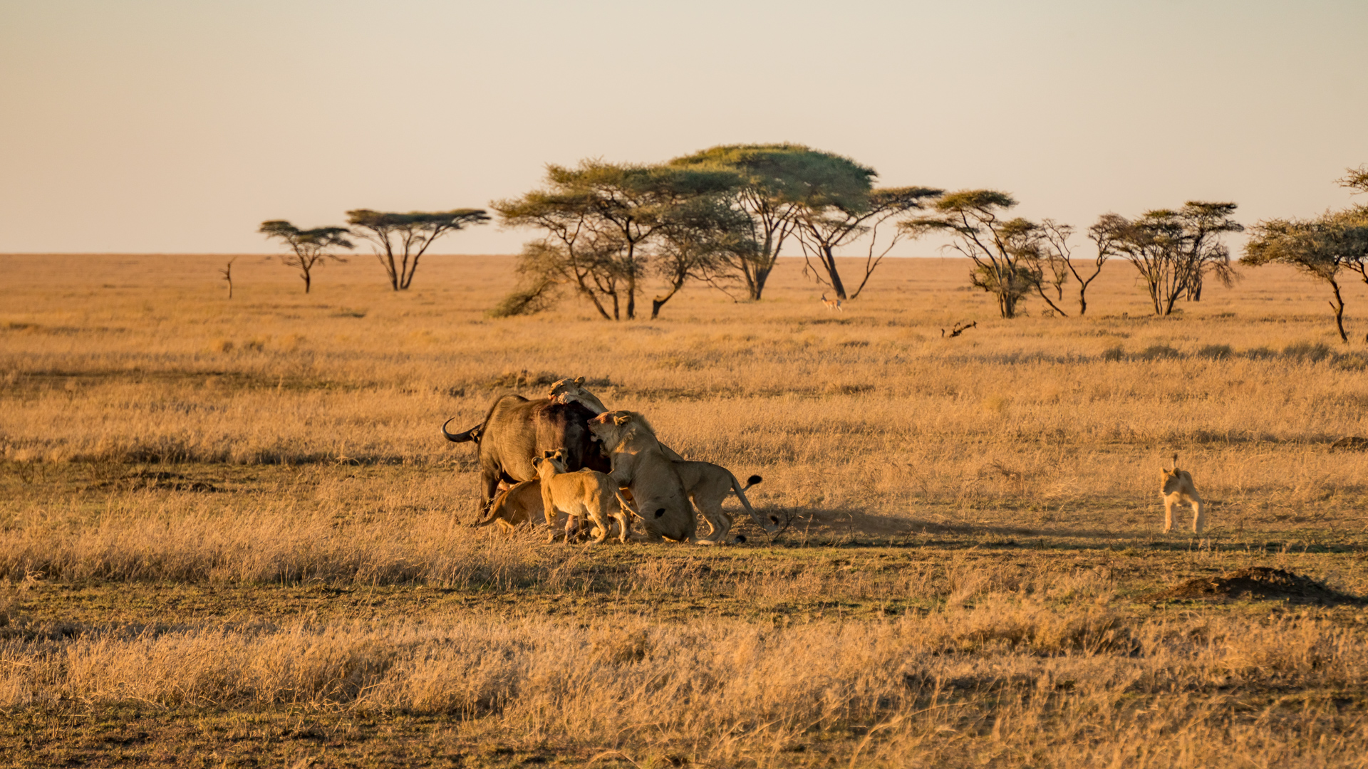 Maskani Kilimanjaro Expeditions