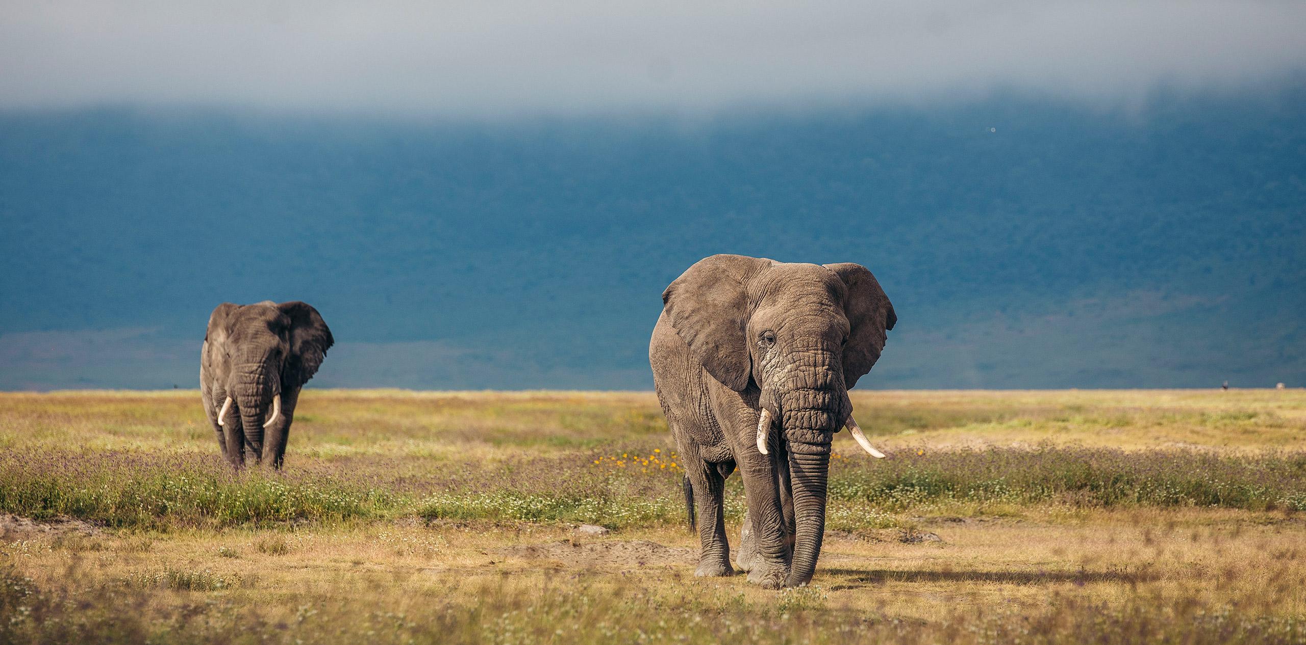 Maskani Kilimanjaro Expeditions